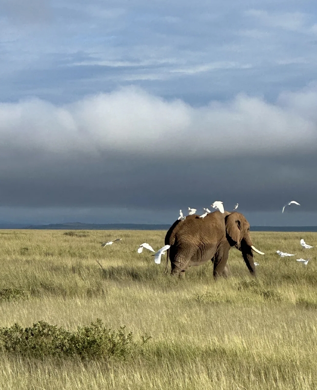 Africa